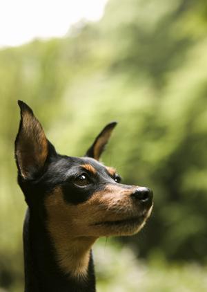 札幌中央区にある緑の森どうぶつ病院：ストレスフリーな動物医療の最前線