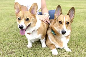 大阪でペットと一緒に利用できるタクシーサービス完全ガイド！安全・快適な移動方法を徹底解説